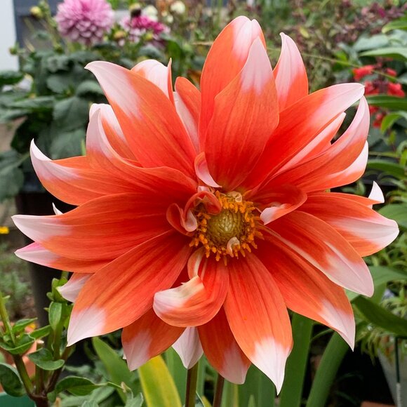 Meet your Posher, Fabtanda - Picture 1 of 1